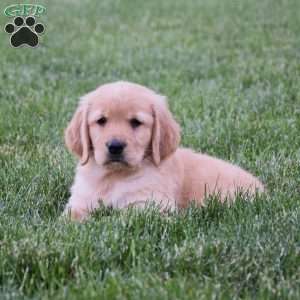 Halo, Golden Retriever Puppy